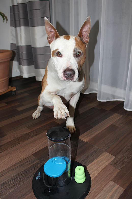 Hundetraining in der Praxis