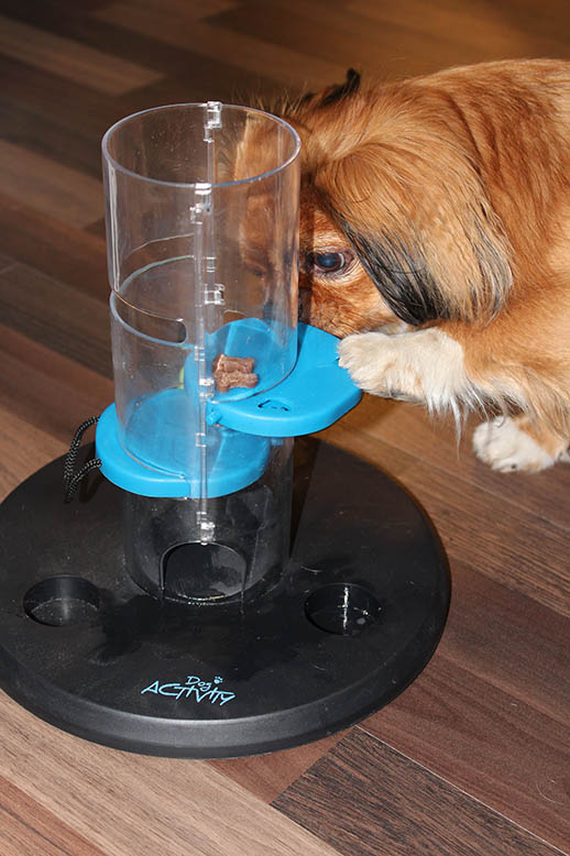 Hundetraining in der Praxis